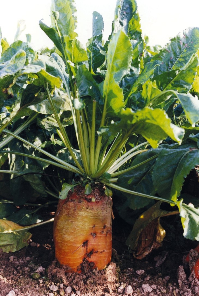 Свекла кормовая бригадир