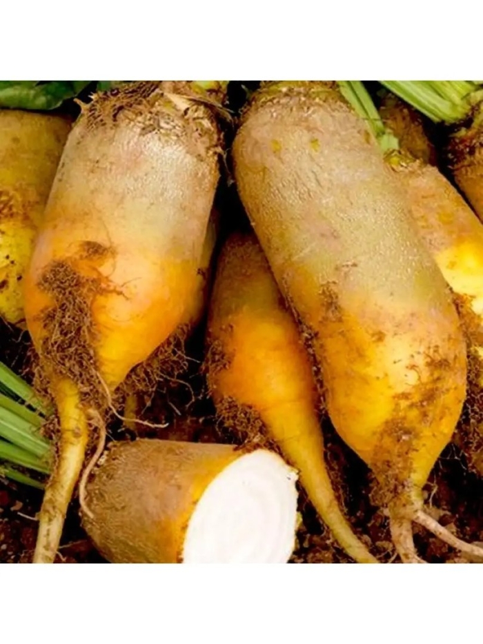 Свекла кормовая урсус поли