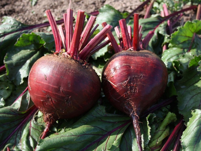 Свекла бордо односемянная