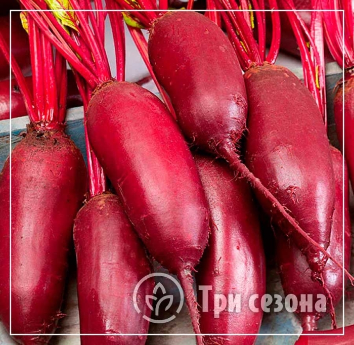 Свекла кариллон f1