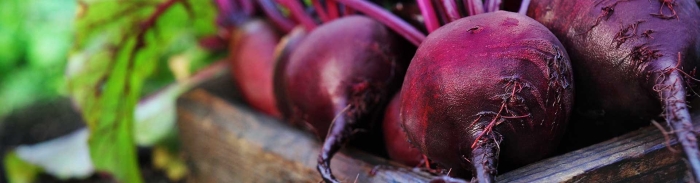 Одноростковые сорта свеклы