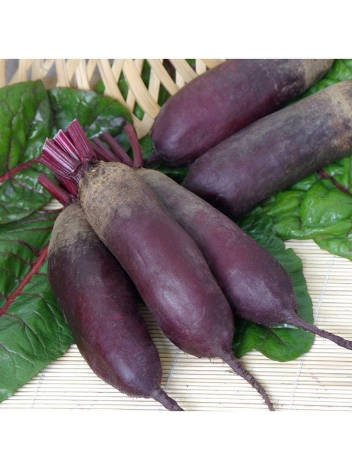 Свекла матрена