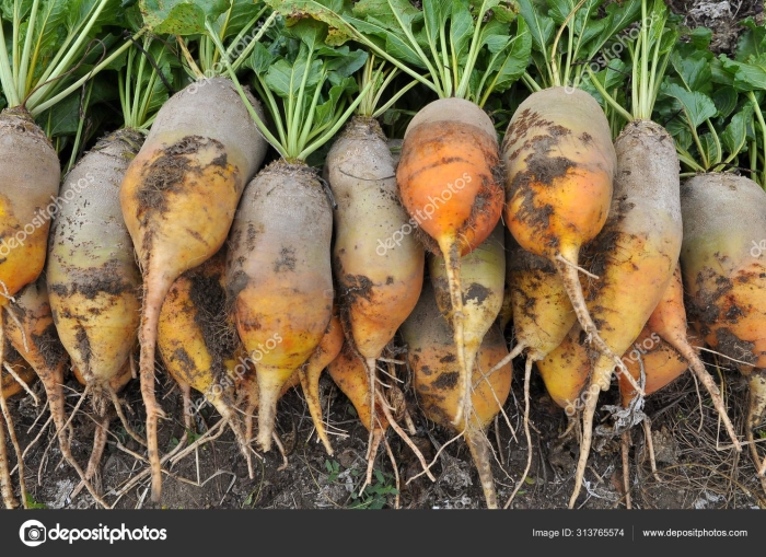 Семена свекла кормовая эккендорфская желтая