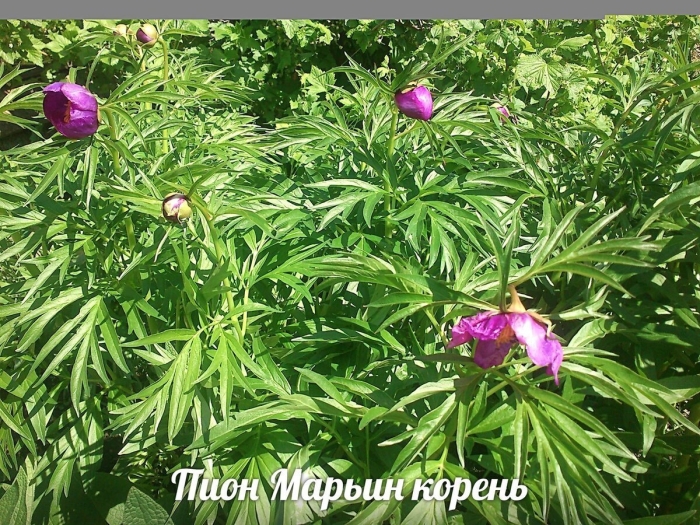 Пион лесной марьин корень