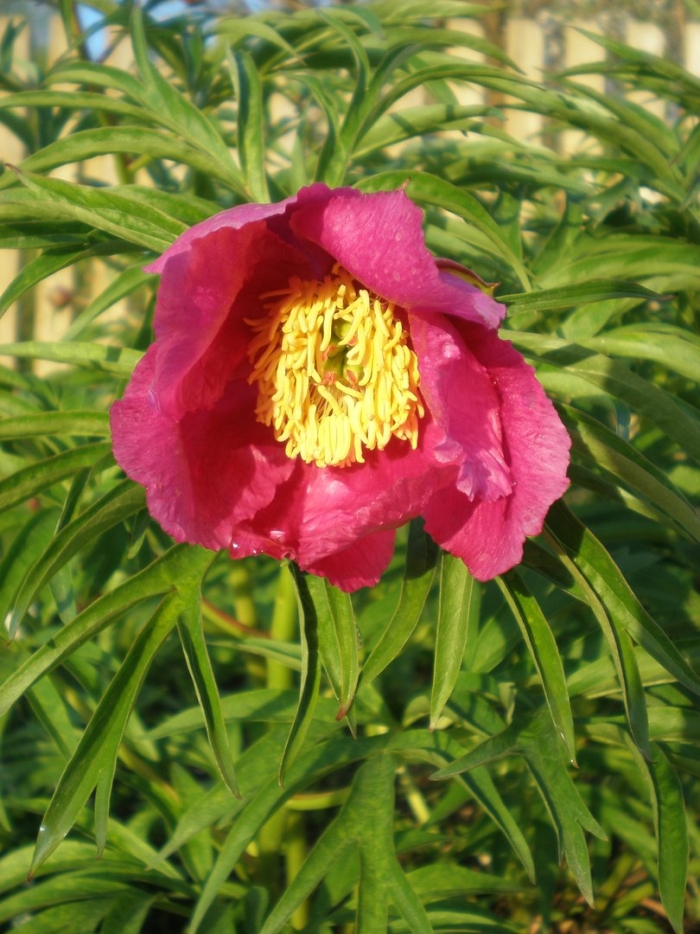 Пион уклоняющийся (paeonia anomala)