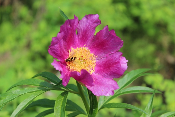 Марьин корень пион уклоняющийся