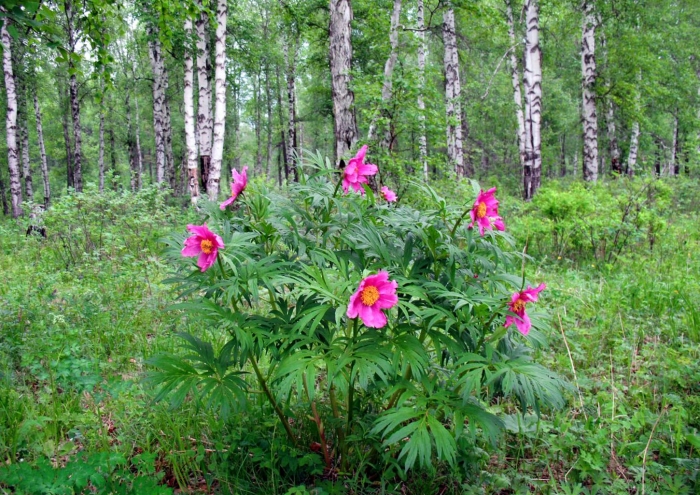 Пион сибирский марьин корень