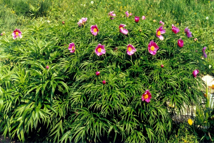 Пион марьин корень