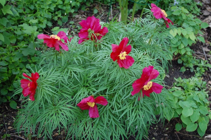 Марьин корень пион