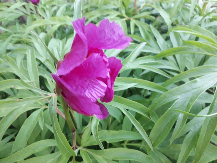 Марьин корень пион