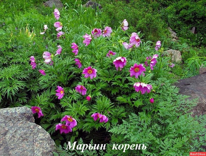 Марьин корень пион уклоняющийся