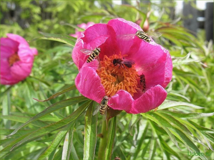 Дикий пион марьин корень