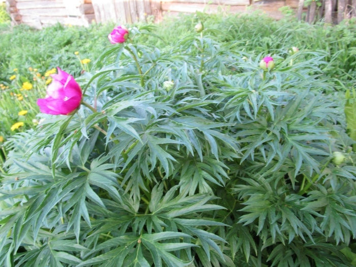 Марьин корень пион уклоняющийся