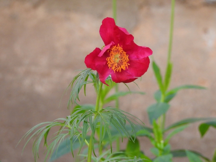 Цветок марьин корень