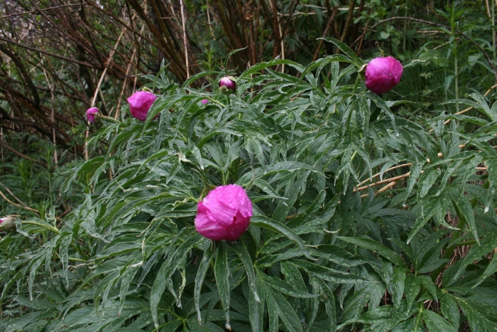Пион уклоняющийся (paeonia anomala)