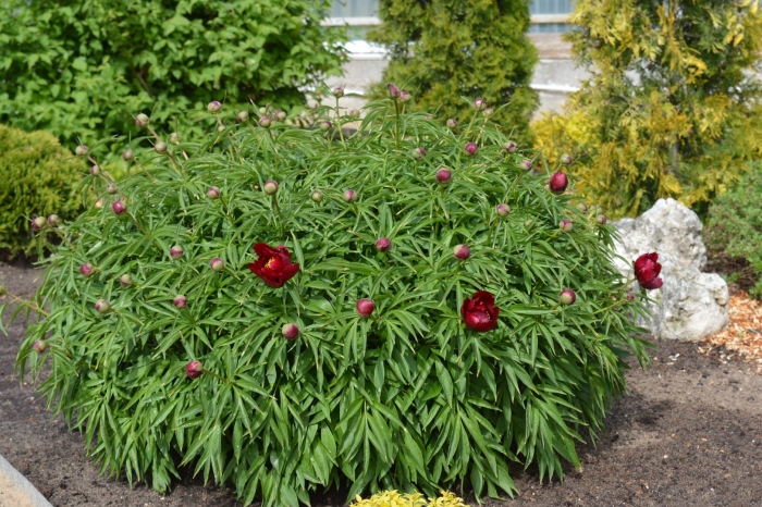 Пион тонколистный рубра плена