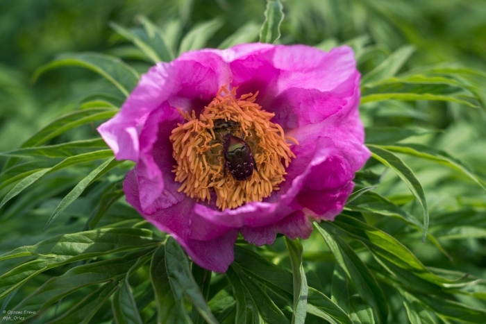 Пион уклоняющийся марьин корень