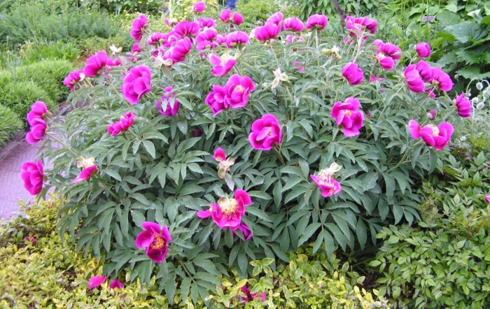 Пион древовидный