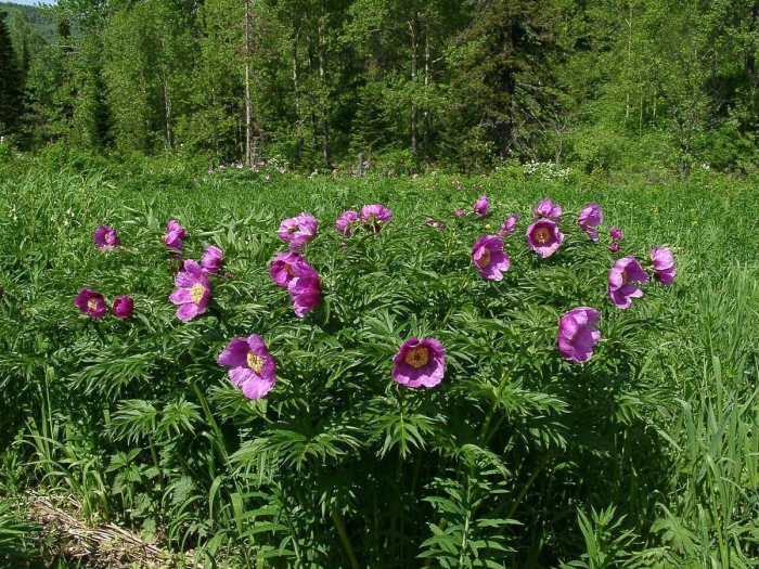 Пион уклоняющийся марьин корень