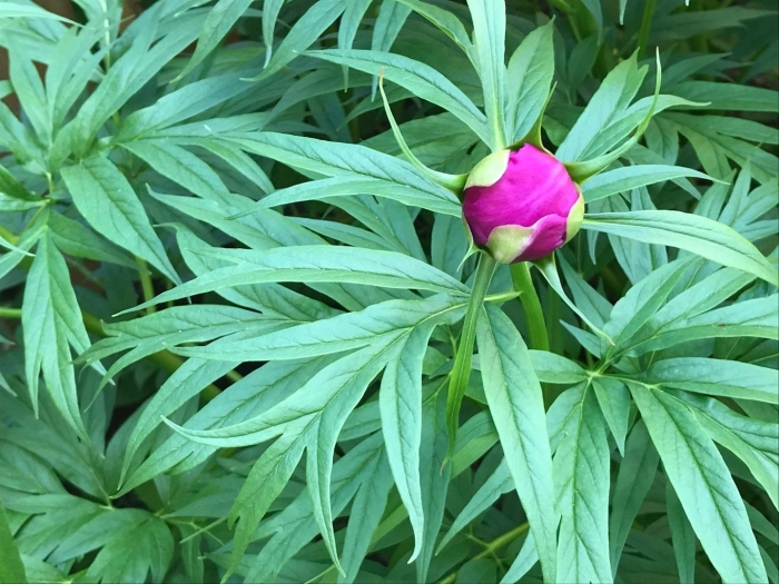 Пион уклоняющийся марьин корень