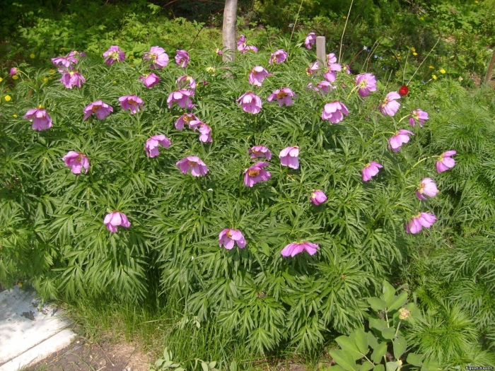 Растение пион уклоняющийся (марьин корень)