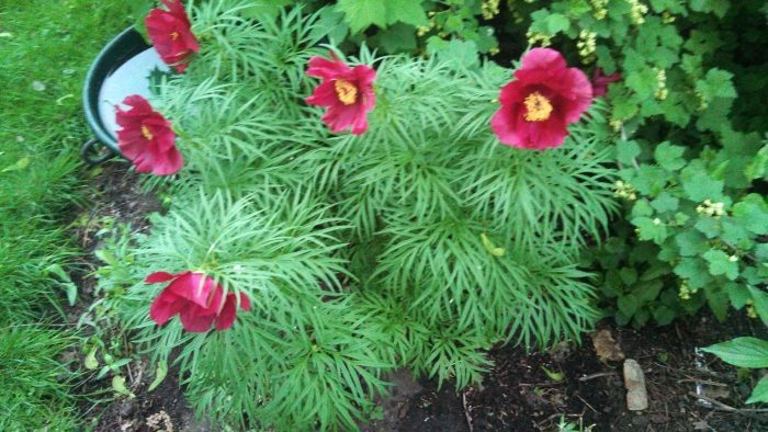 Дикий пион марьин корень