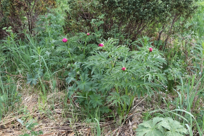 Марьин корень пион уклоняющийся