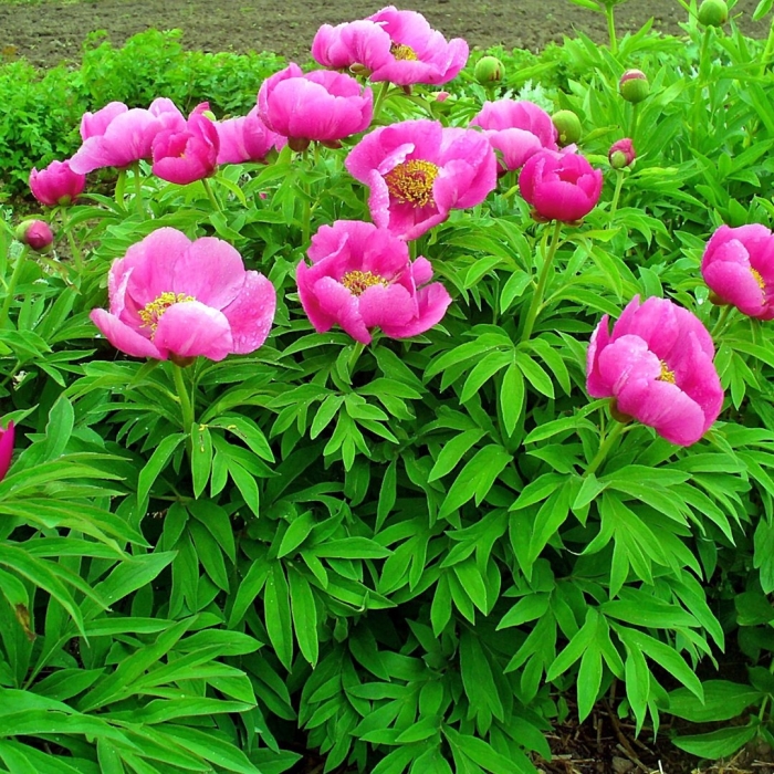 Марьин корень цветок