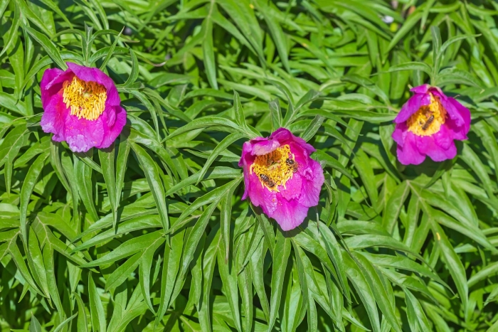 Дикий пион марьин корень