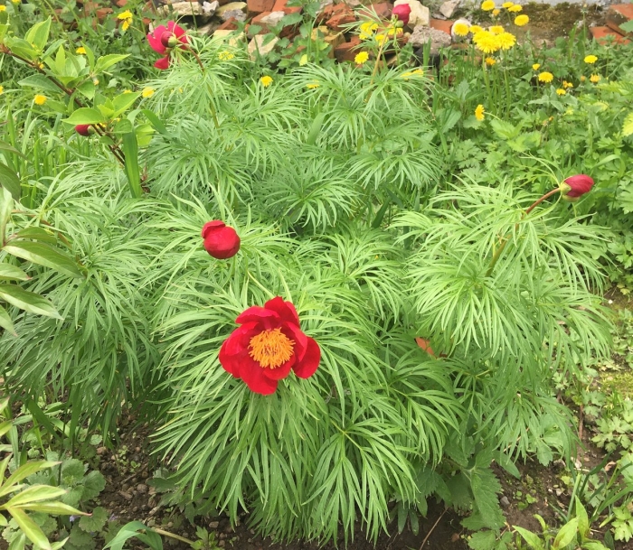 Пион марьин куст