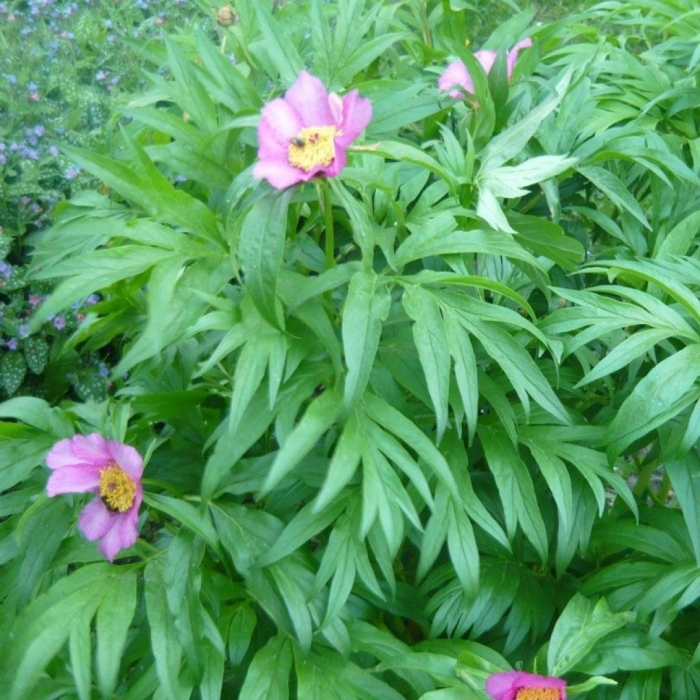 Пион уклоняющийся марьин корень