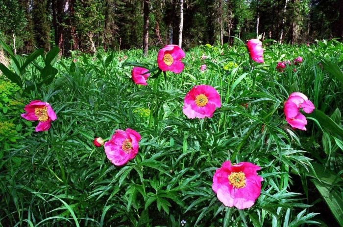 Пион уклоняющийся марьин корень