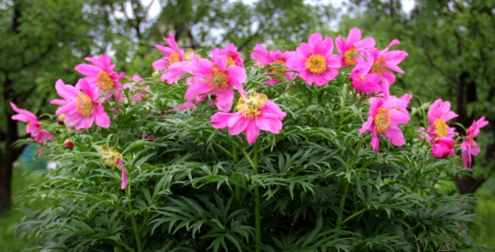 Пион уклоняющийся марьин корень