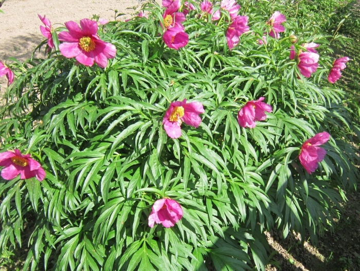 Растение пион уклоняющийся (марьин корень)