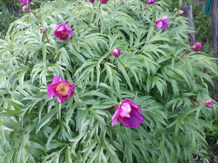 Дикий пион марьин корень