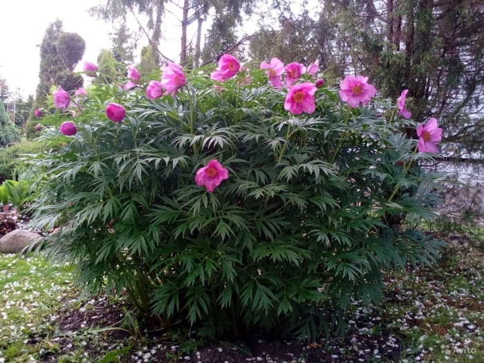 Пион уклоняющийся марьин корень