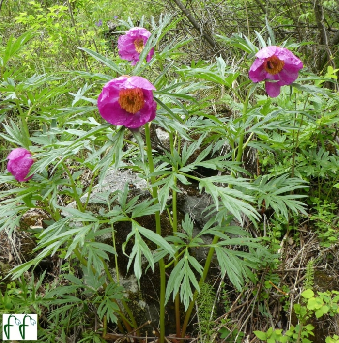 Растение пион уклоняющийся (марьин корень)