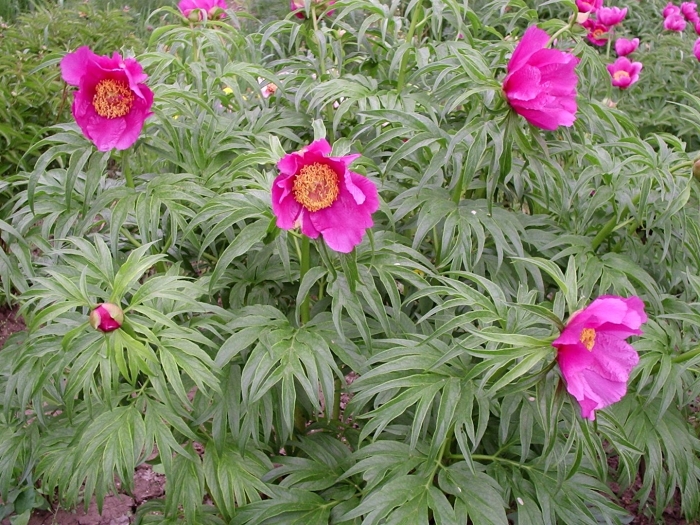 Пион уклоняющийся (paeonia anomala)