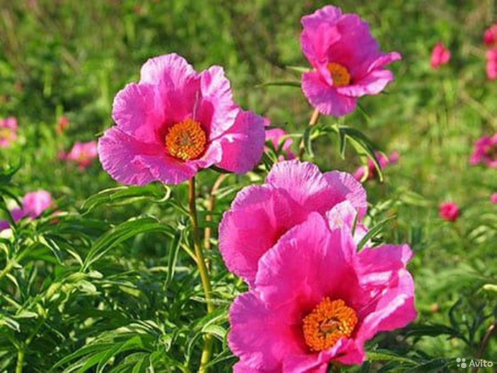 Пион степной