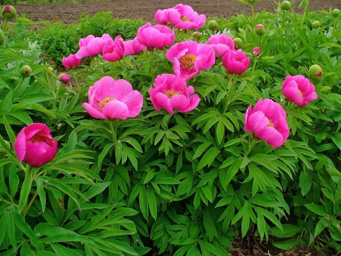 Paeonia officinalis