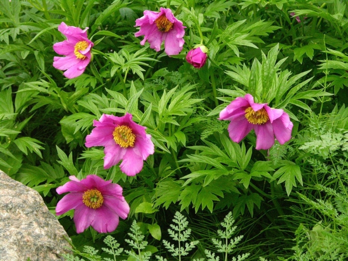 Пион уклоняющийся марьин корень