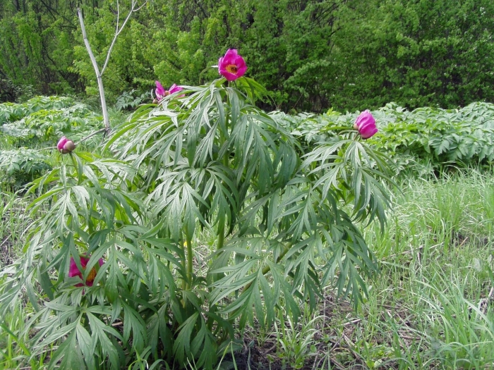 Пион марьин корень тонколистный