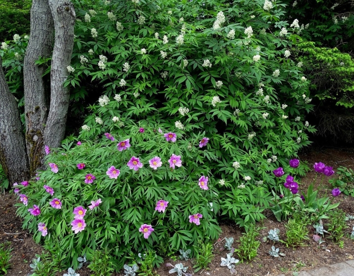 Пион древовидный в ландшафтном дизайне