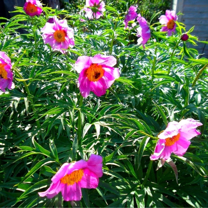 Пион уклоняющийся марьин корень