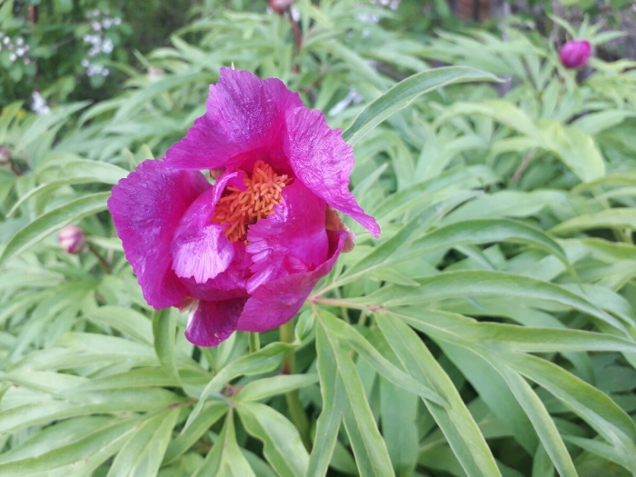 Марьин корень пион