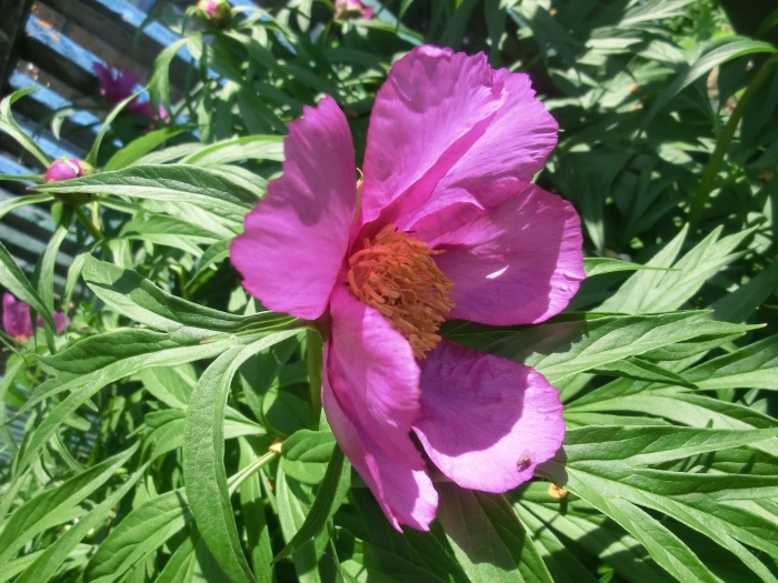 Марьин корень пион уклоняющийся