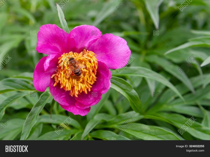 Пион лекарственный