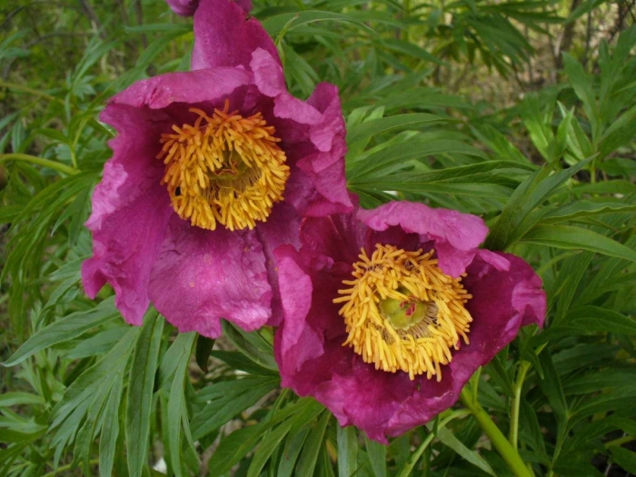 Пион уклоняющийся марьин корень