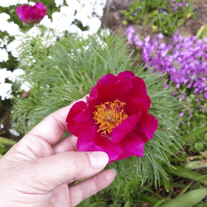 Пион узколистный марьин корень