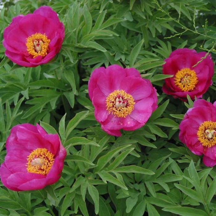 Пион марьин корень